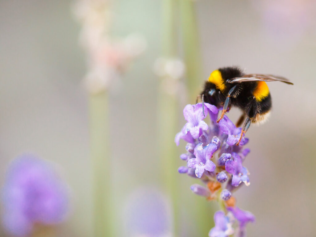 A bumblebee with black-yellow stripes perches on purple lavender against a tranquil, blurred backdrop.