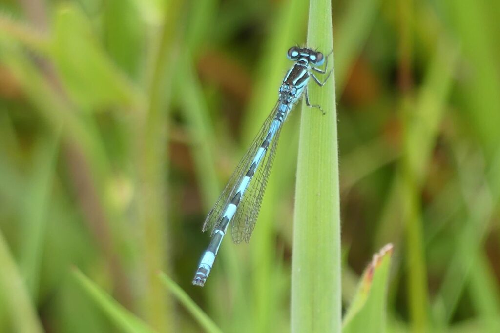 turqoise southern damselfly on green blade of grass, wings closed