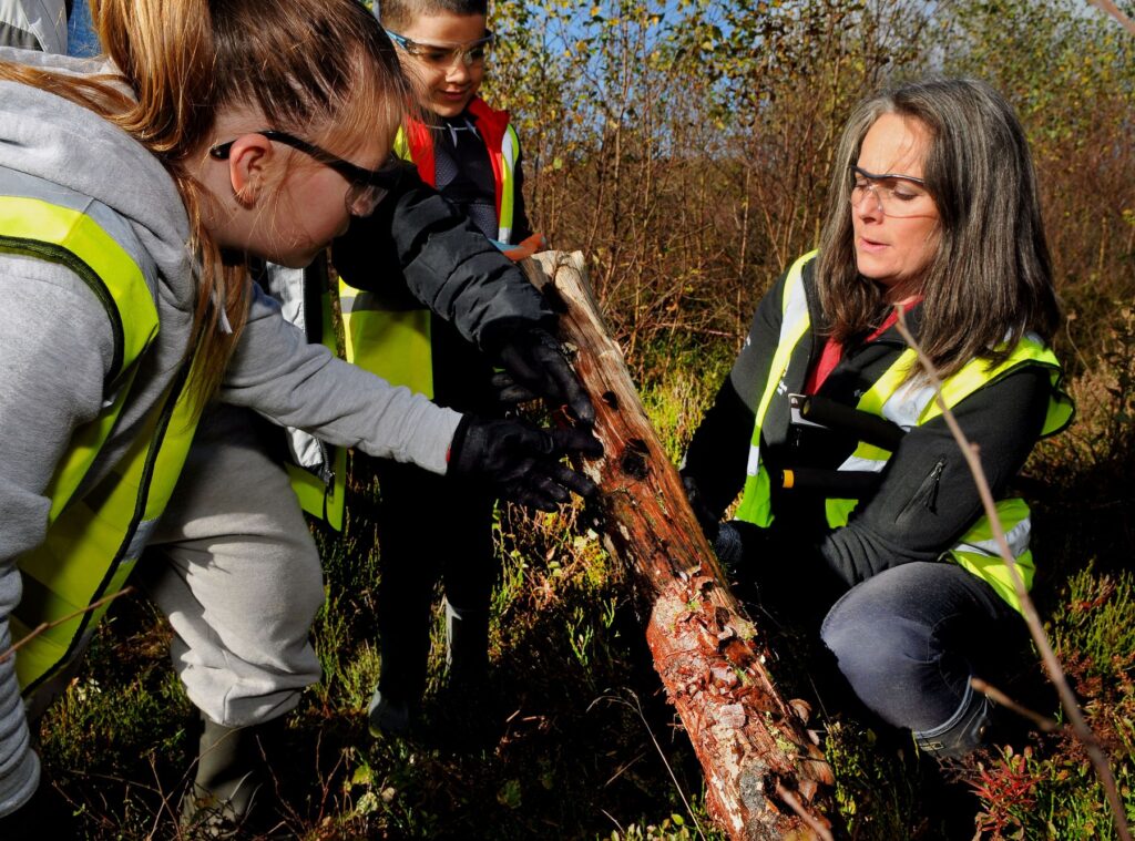 Three people in safety vests and goggles examine a fallen tree branch in a wooded area.