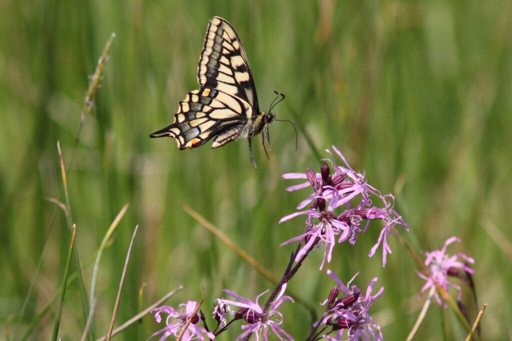 A swallowtail butterfly feeds on a ragged robin flower - the largest and one of the rarest butterfly species in the UK. Swallowtails are often found in and around sedge and reedbeds, their larval food-plant (milk parsley) flourishes in areas where fens are carefully managed