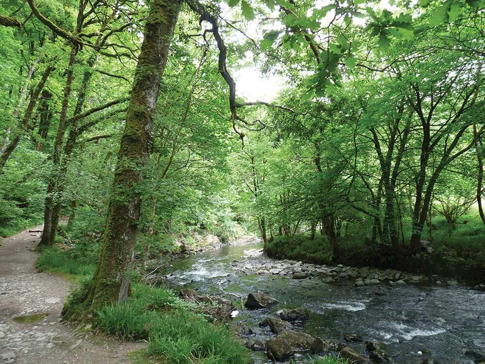 A rocky stream flows next to a dirt path, surrounded by tall green trees and grass in bright daylight.
