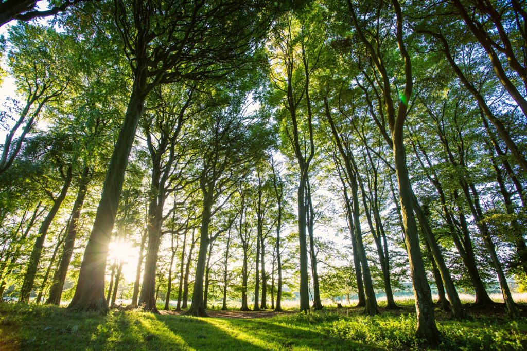 Sunlight shines through tall green trees in a forest, casting long shadows on the grassy ground beneath.