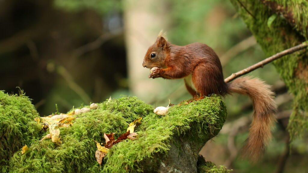Events and CRM Manager. Squirrel in nature
